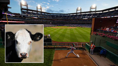 The 'bullpen' could change name to be more respectful to cow right © Bill Streicher / USA Today Sports via Reuters | © Agustin Marcarian / Reuters
