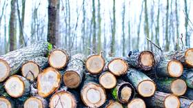 Ukraine may boost firewood exports to warm EU despite skyrocketing prices at home, Analysis and Strategy Center head says
