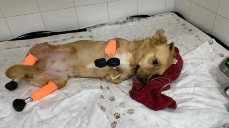 Russian vets install prosthetic limbs on all four legs of dog