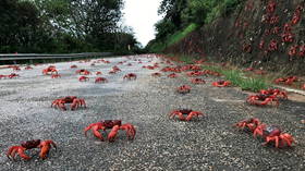 WATCH millions of cannibal crabs take over an island