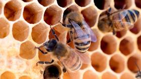 Some tropical bees started choosing raw meat over nectar