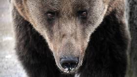 Note saves Siberian man after bear attack