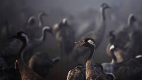 FILE PHOTO: Cranes gather during the migration season on a foggy morning at Hula Nature Reserve in Israel. November 17, 2020. © Reuters / Ronen Zvulun