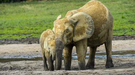 World faces largest species extinction since dinosaur era, WWF warns