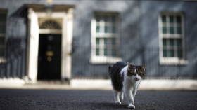 Правительство Великобритании заявляет, что микрочипируйте штрафы для кошки или лица