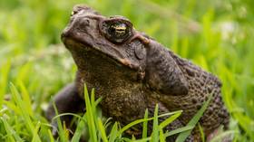 Внезапное нашествие жаб угрожает людям и домашним животным