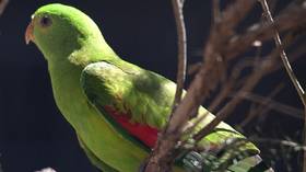 Parrots’ drinking problems lead to flying accidents