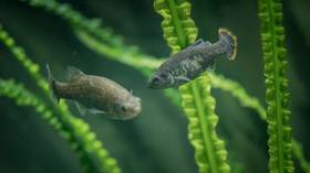Fish declared ‘un-extinct’ after surprise comeback