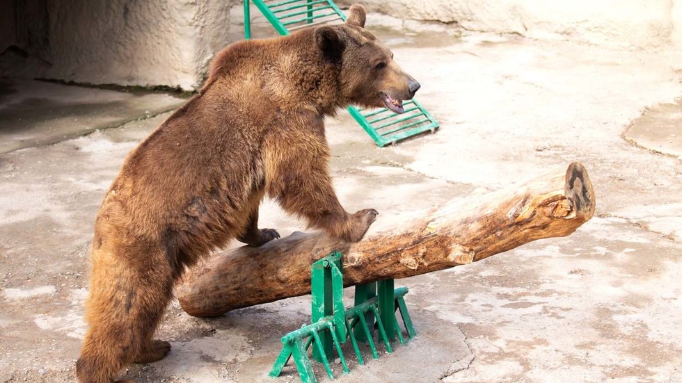 Woman throws daughter into enclosure with live bear (VIDEO)