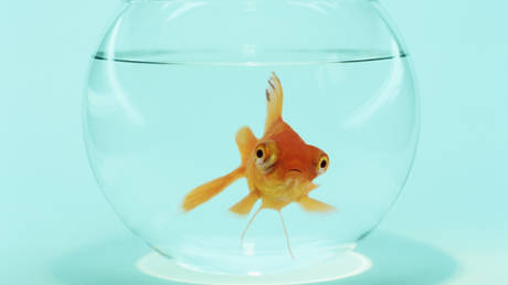 Israeli scientists have taught goldfish to operate a specially-designed vehicle. © Getty Images / David Aubrey