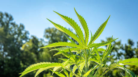 Industrial Hemp (Cannabis sativa) being grown in Queenstown, Maryland © Getty Images / Edwin Remsberg