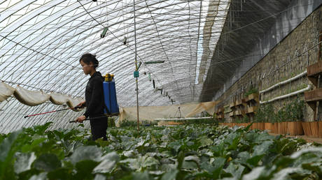 North Korea’s way of fighting fertilizer shortage raises eyebrows