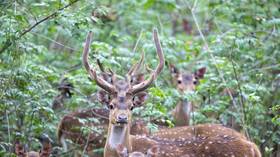Soldier killed by deer at presidential palace