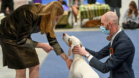 Dogs understand humans better than expected, study shows