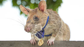 Landmine-sniffing ‘hero rat' dies