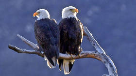 America’s national symbol faces slow death