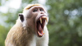 Lab monkeys on the loose present potential infection risk