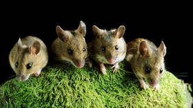 La souche Omicron Covid a évolué chez la souris – étude chinoise
