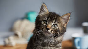 Domestication made cats’ brains smaller, scientists find