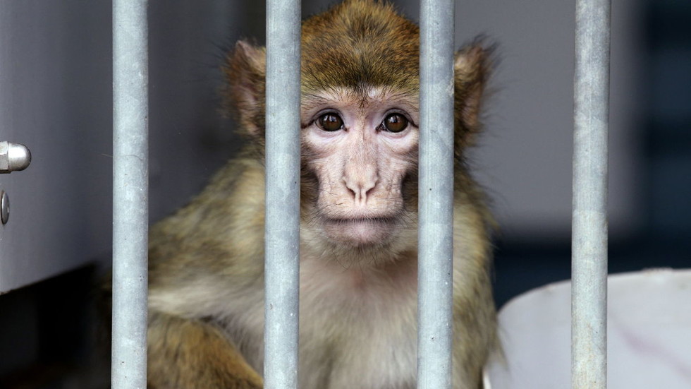 Musk’s Neuralink interface caused ‘extreme suffering’ in monkeys