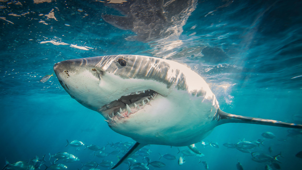 La ciudad registra el primer ataque mortal de tiburón en casi 60 años – RT Mundo