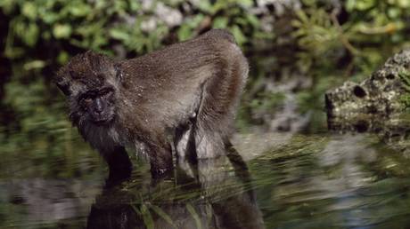 Crab-eating macaque, Long-tailed macaque or Cynomolgus monkey, Cercopithecidae. © DeAgostini / Getty Images