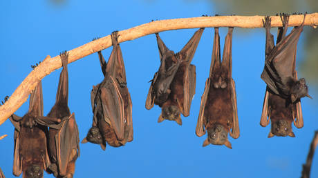 New coronaviruses found in bats