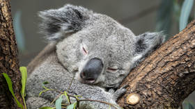 Австралия объявила коал «вымирающим видом»