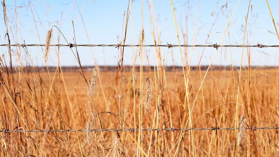 Russia temporarily halts grain exports
