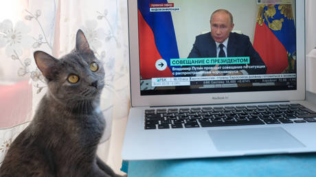 A cat sits near a laptop showing a live broadcast of Russian President Vladimir Putin's address to the nation