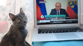 Les chats russes frappés de sanctions