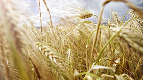 Russia raises grain export tax