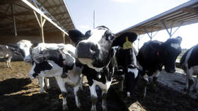 Canada battles UK over hormone beef