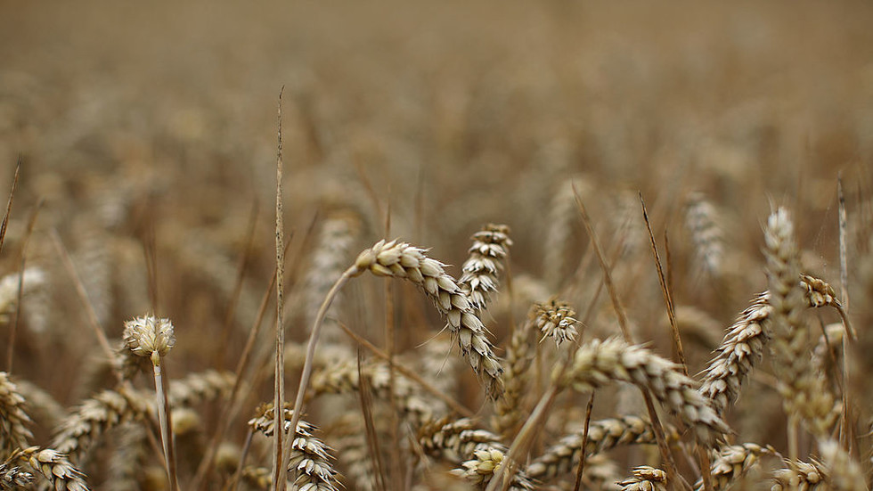 Russia will not export food to detriment of own market – top official