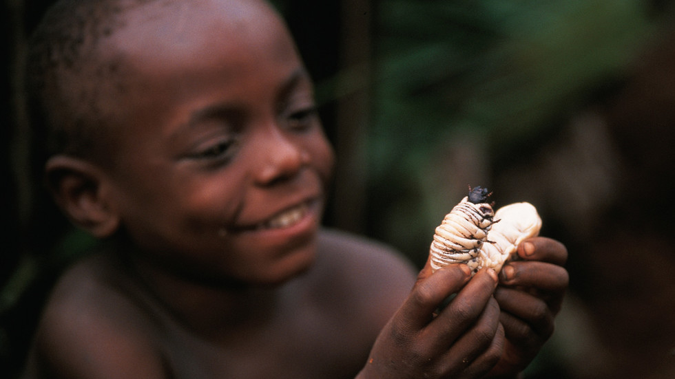 Hunger-stricken Africans encouraged to eat bugs