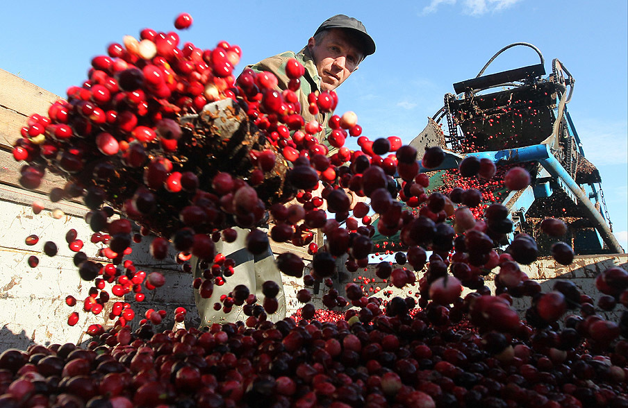 A sea of cranberries at Europe’s largest plantation — RT In vision
