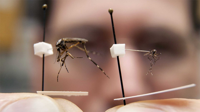 Giant mosquito invasion scares Florida