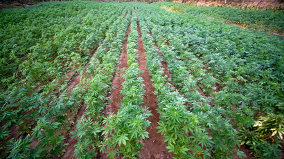 Kentucky sues feds over right to grow hemp