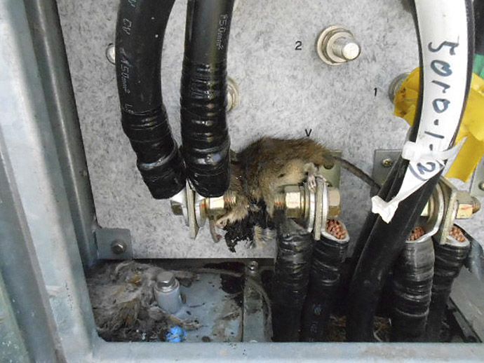 This handout picture, taken by Tokyo Electric Power Co (TEPCO) on April 22, 2013 shows a pair of dead rats found in a box of a transformer for the cooling system of the unit 2 reactor's spect pool at the crippled TEPCO's Fukushima Dai-ichi nuclear power plant at Okuma town in Fukushima prefecture, northern Japan. (AFP Photo/TEPCO)