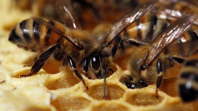 'Beemageddon' threatens US with food disaster