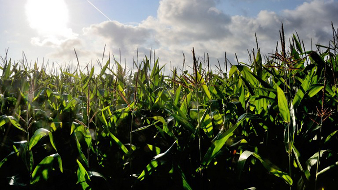 No more GMO: Monsanto drops bid to approve new crops in Europe