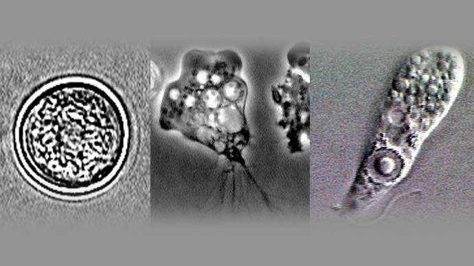 Lethal brain amoeba found in US drinking water supply for first time