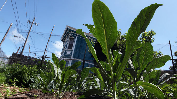 Florida couple forced to uproot their 17-year-old organic garden