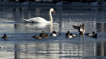 Thousands of zoo animals killed in Europe every year