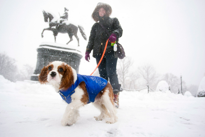 A King Charles Spaniel sports a winter coat while walking in the Public Garden during a winter storm in Boston, Massachusetts, February 5, 2014. (Reuters / Dominick Reuter)