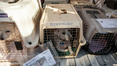 Thousands of zoo animals killed in Europe every year