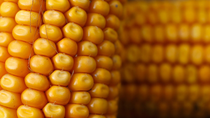 EU ministers link GM crops approval to future elections