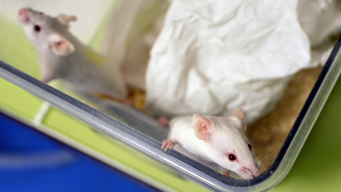 'Of Mice and Pain': Using light instead of pills a future possibility