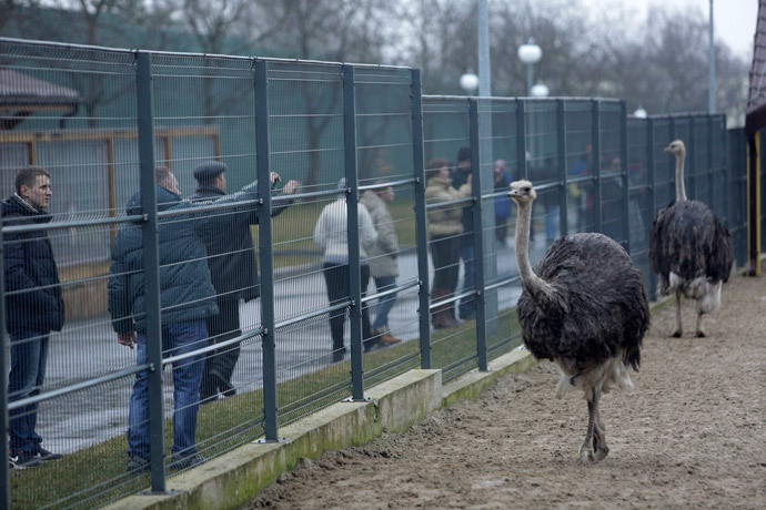 Anti-government protesters and journalists look at ostriches kept within an enclosure on the grounds of the Mezhyhirya residence (Reuters / Konstantin Chernichkin)
