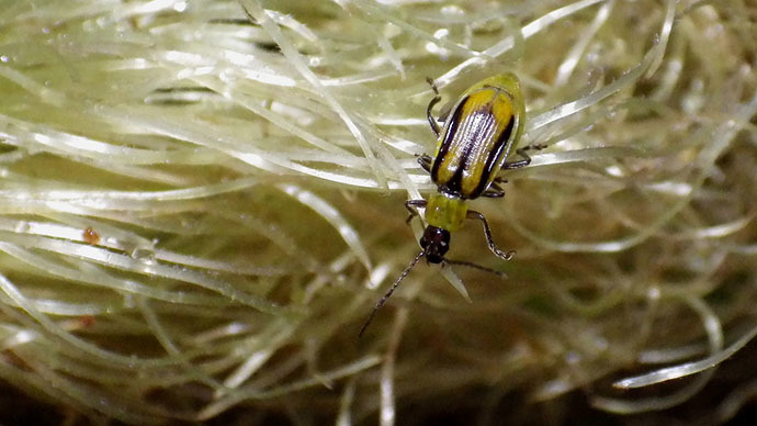 American pests develop resistance to ‘deadly’ toxins in GM maize – research